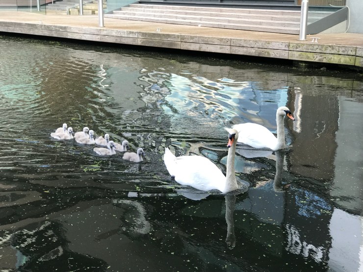 E3A972F2-D6EA-4022-8D1D-F7E25177264C